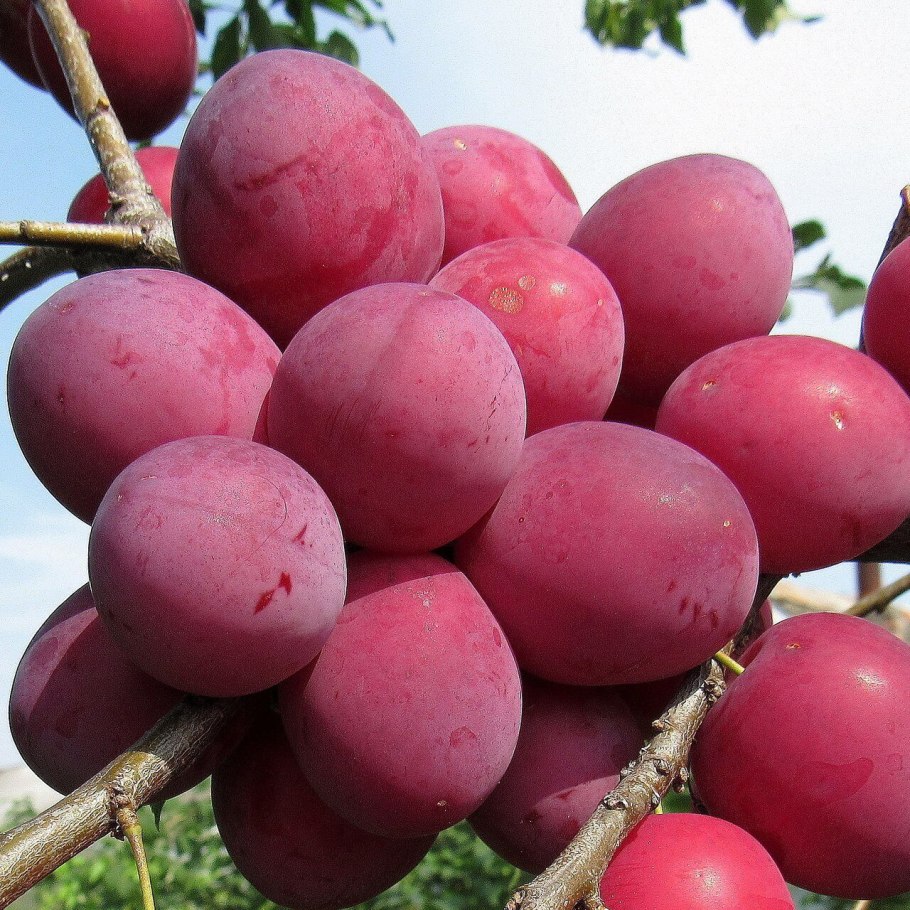 Слива краснолистная Писсарди