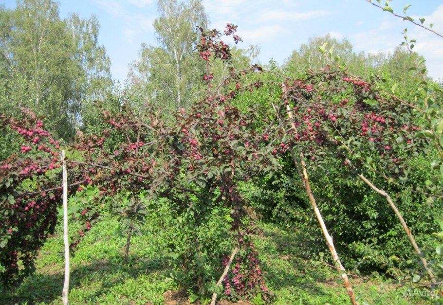 Слива растопыренная краснолистная