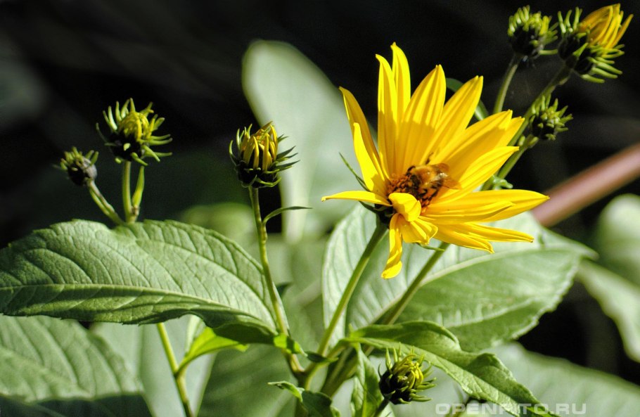 Топинамбур - Helianthus tuberosus.