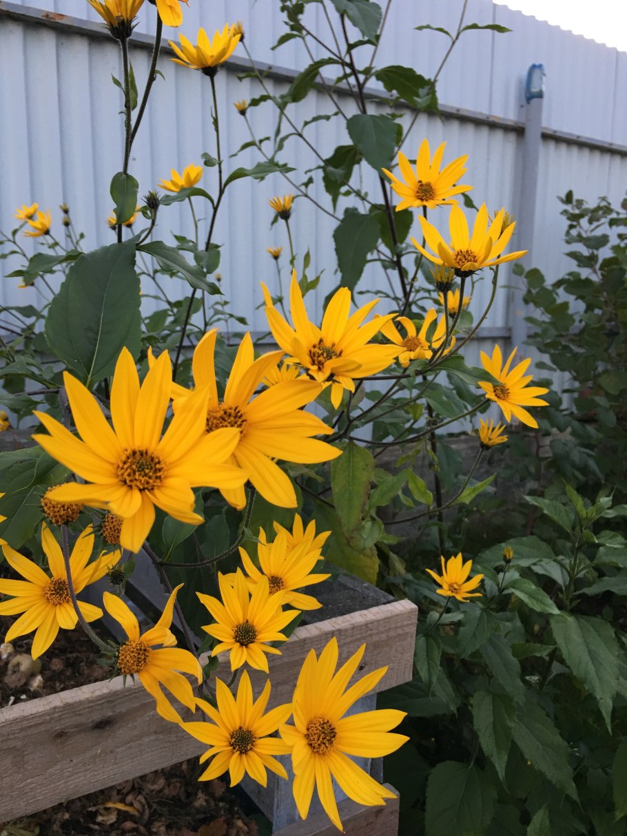 Топинамбур - Helianthus tuberosus.