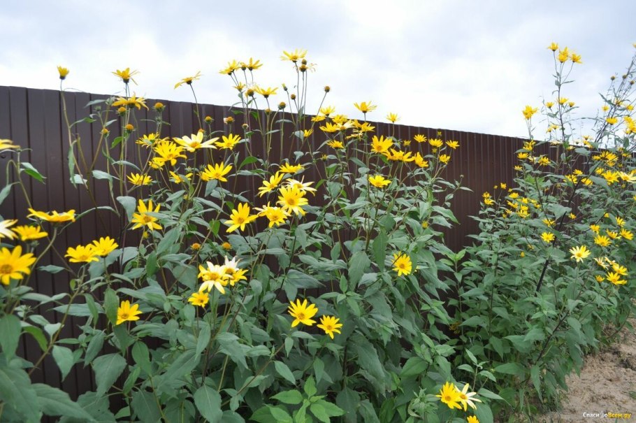 Земляная груша топинамбур