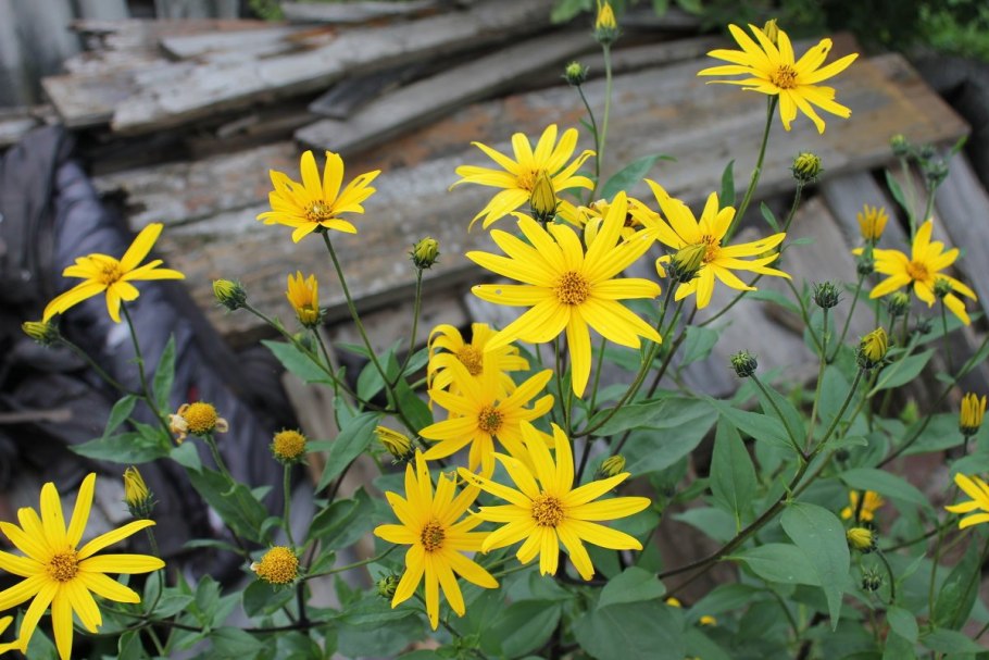 Топинамбур растение