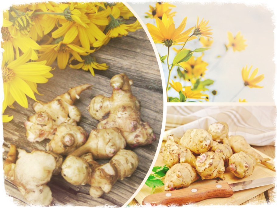 Земляная груша топинамбур