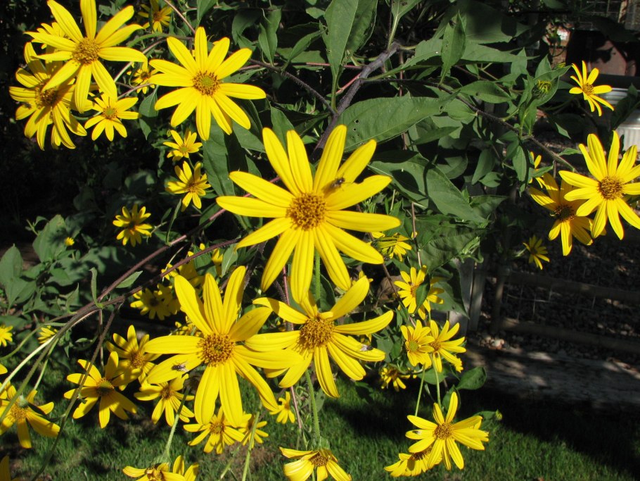 Иерусалимский топинамбур