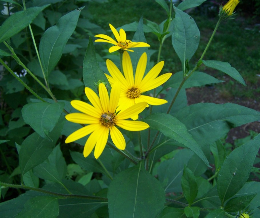 Земляная груша топинамбур