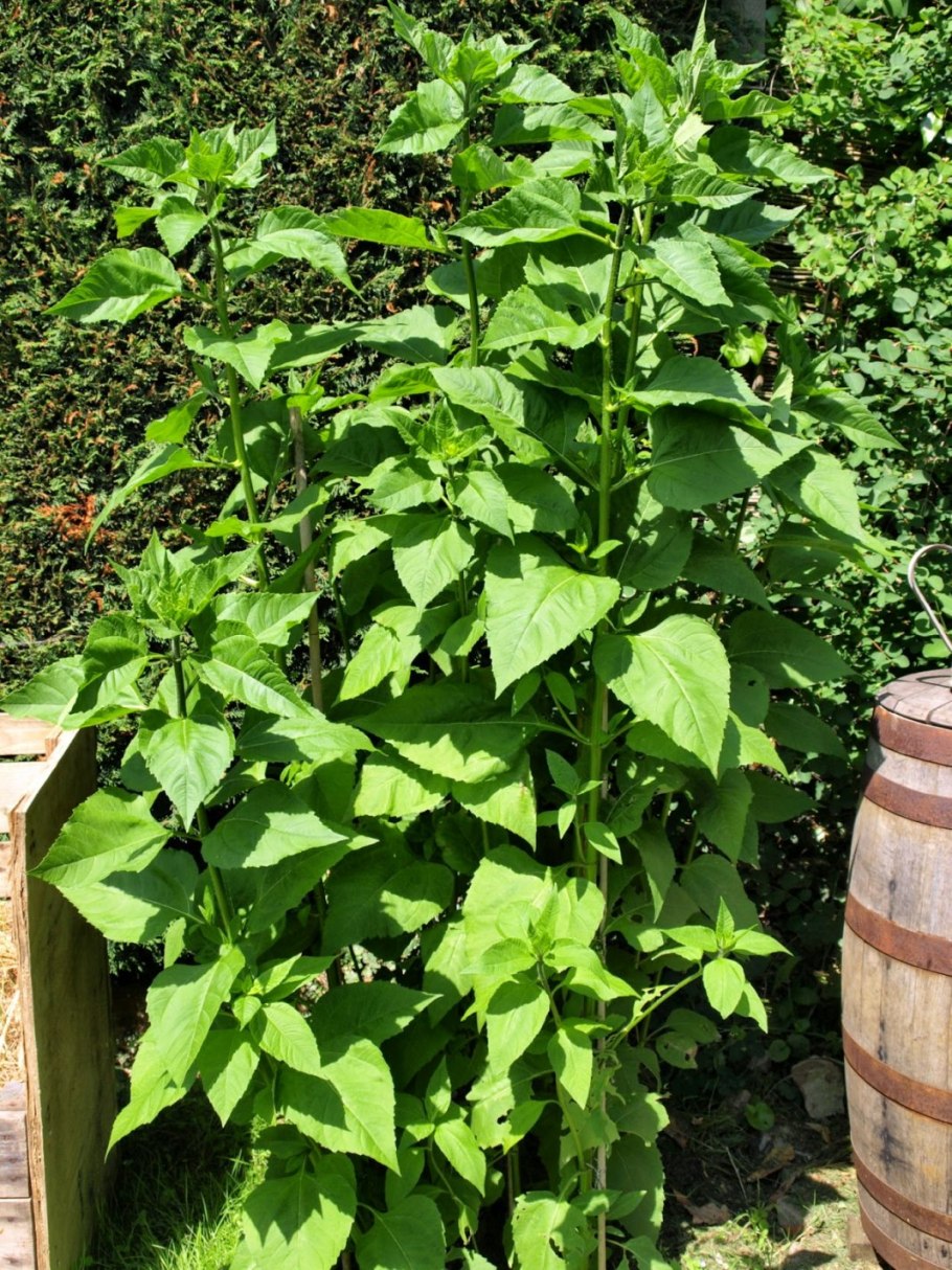 Земляная груша топинамбур