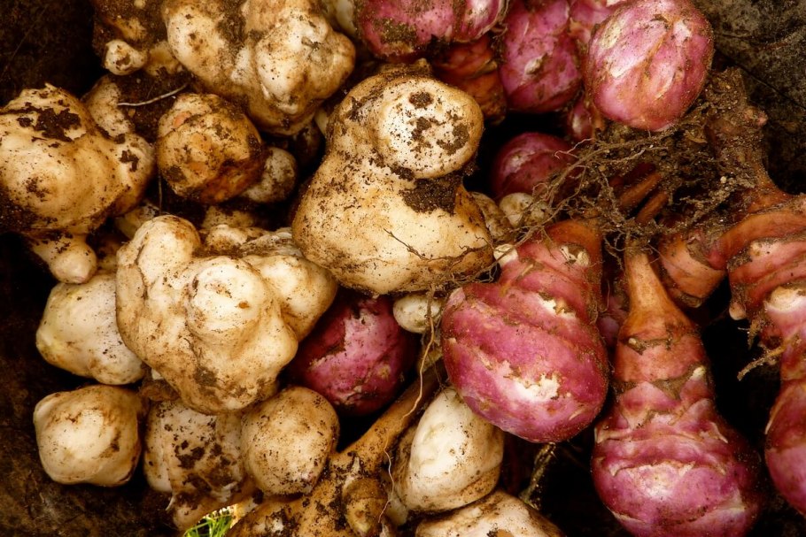 Земляная груша топинамбур