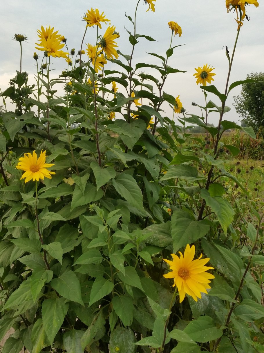 Топинамбур и гелиопсис