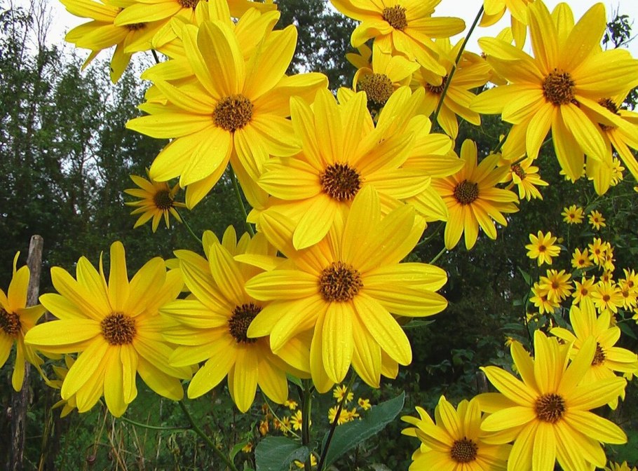 Топинамбур цветы