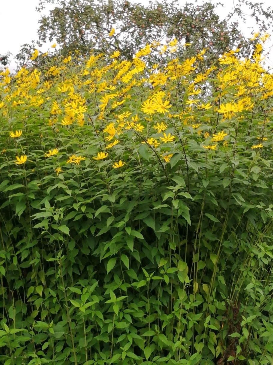 Земляная груша топинамбур