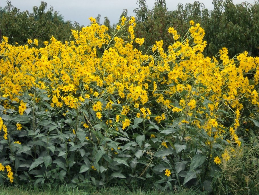 Подсолнечник клубненосный топинамбур