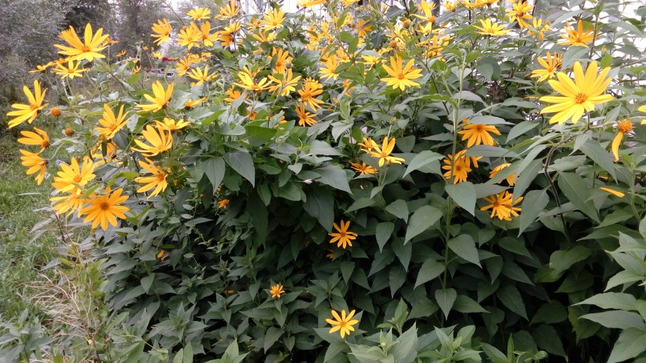 Иерусалимский топинамбур