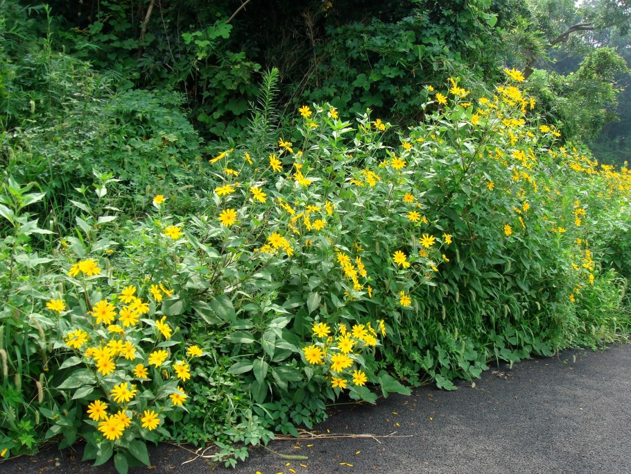 Гелиантус Туберозус