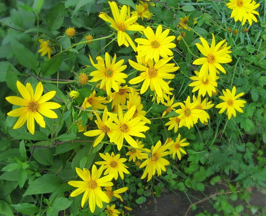 Земляная груша топинамбур