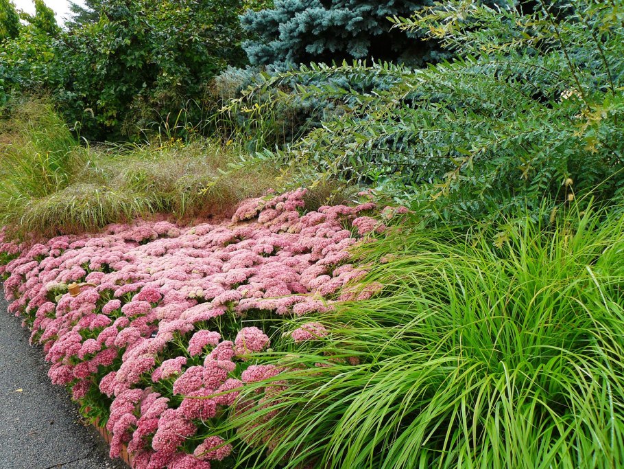 Гелениум в цветнике