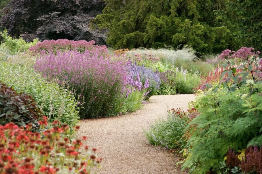 Очиток Видный (Sedum spectabile &#96;Brilliant&#96;)