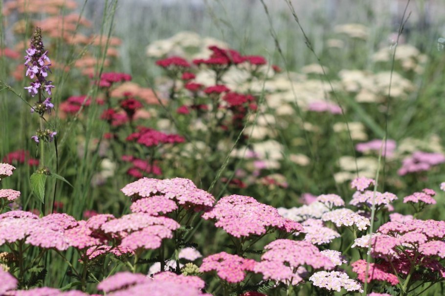 Тысячелистник Мэдисон