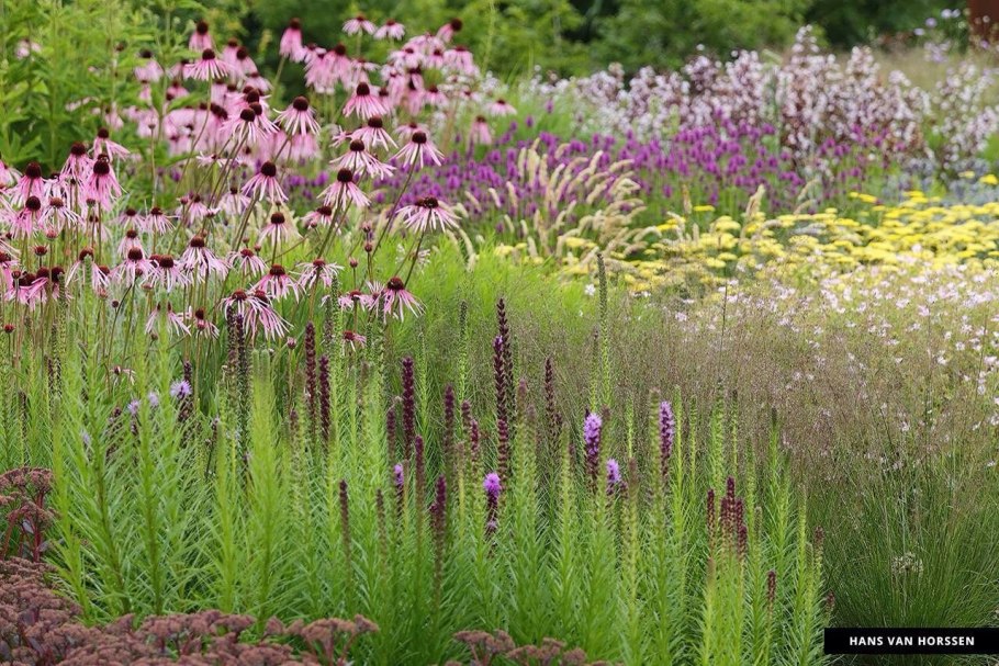 Тысячелистник птармика