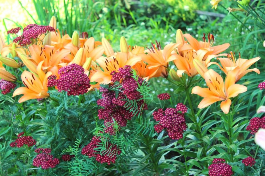 Лилии с однолетниками