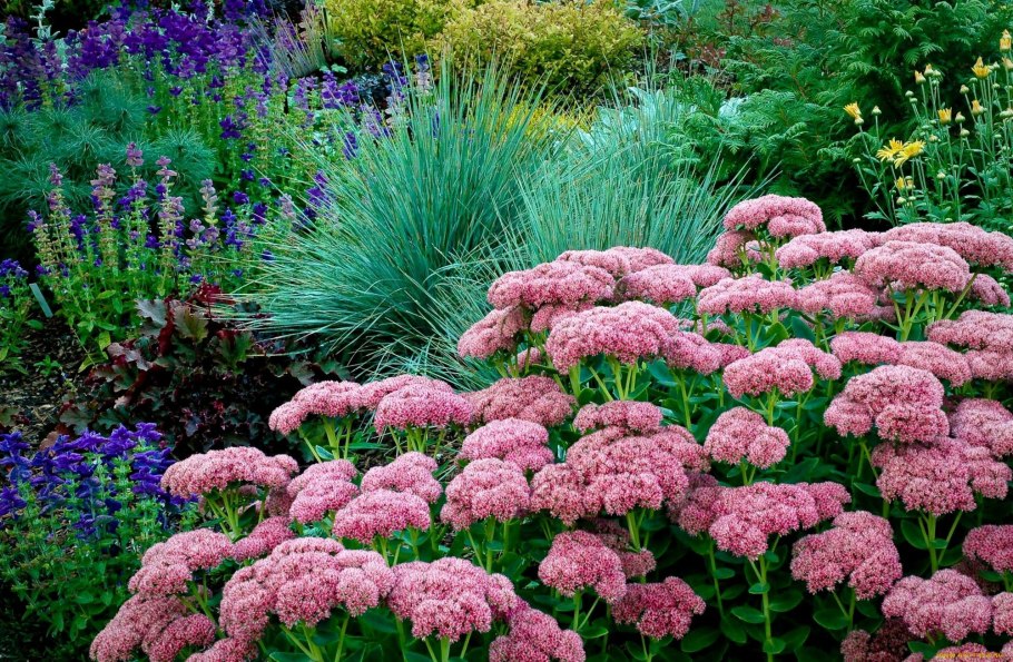 Тысячелистник Мэдисон