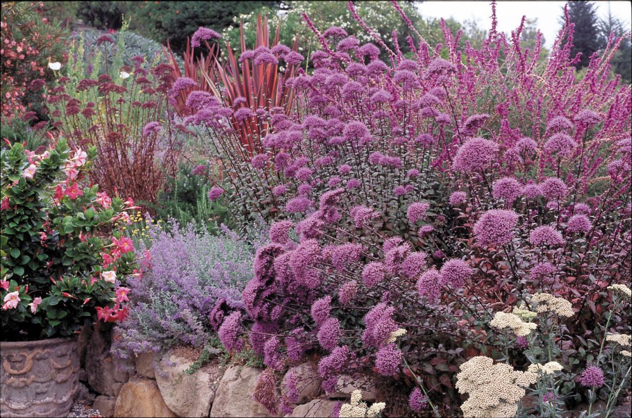 Солнцелюбивые многолетники на даче