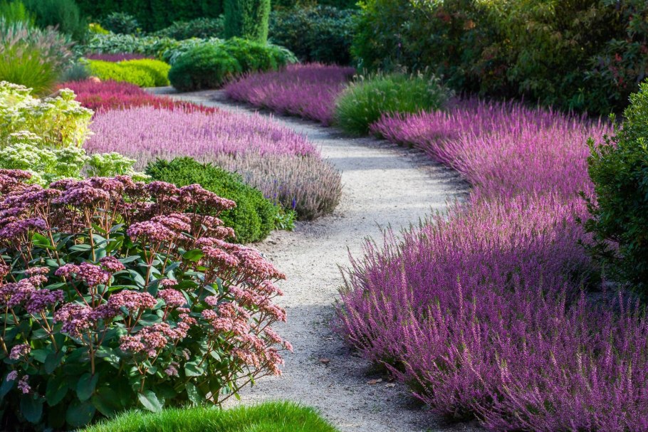 Бархатцы Мимимикс