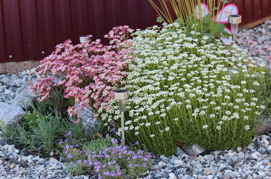 Лиатрис и эхинацея