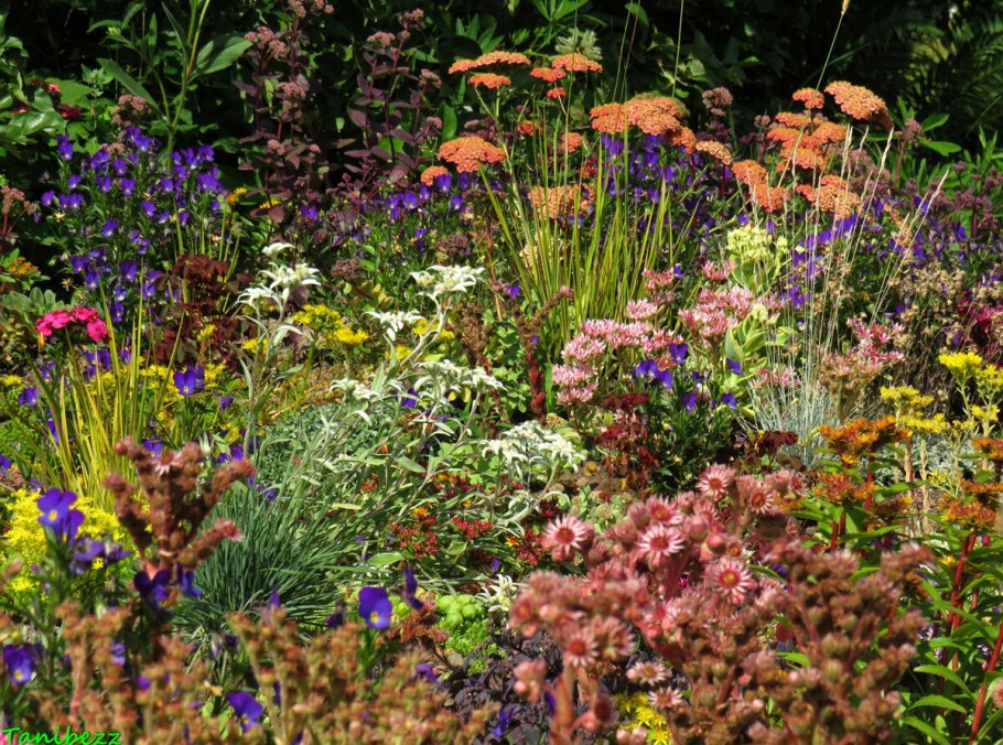 Тысячелистник ред вельвет на клумбе