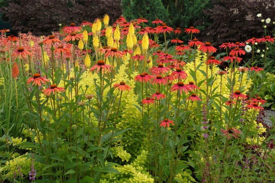 Эхинацея пурпурная mama Mia