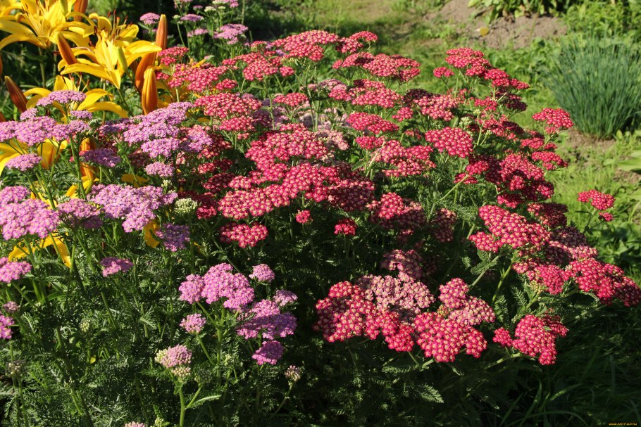 Winterbourne Botanic Garden