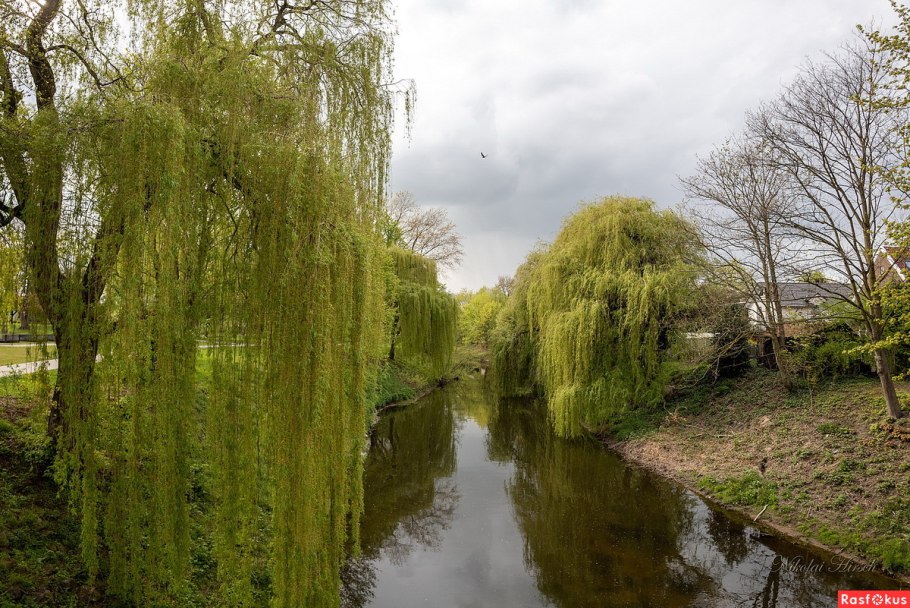 Ива плакучая декоративная