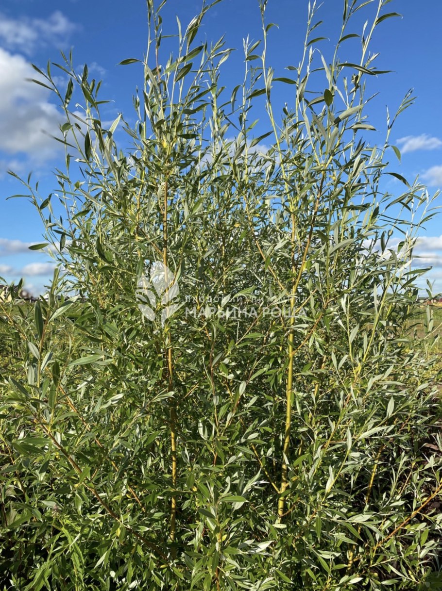 Ива белая Голден Несс