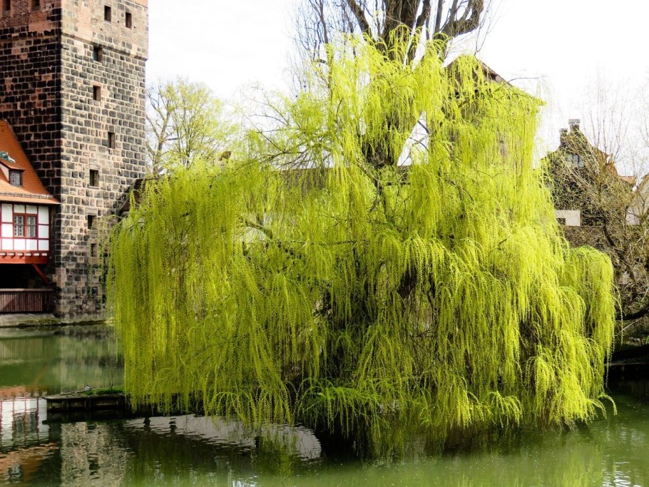Ива белая Тристис Salix Alba &#96;tristis&#96;
