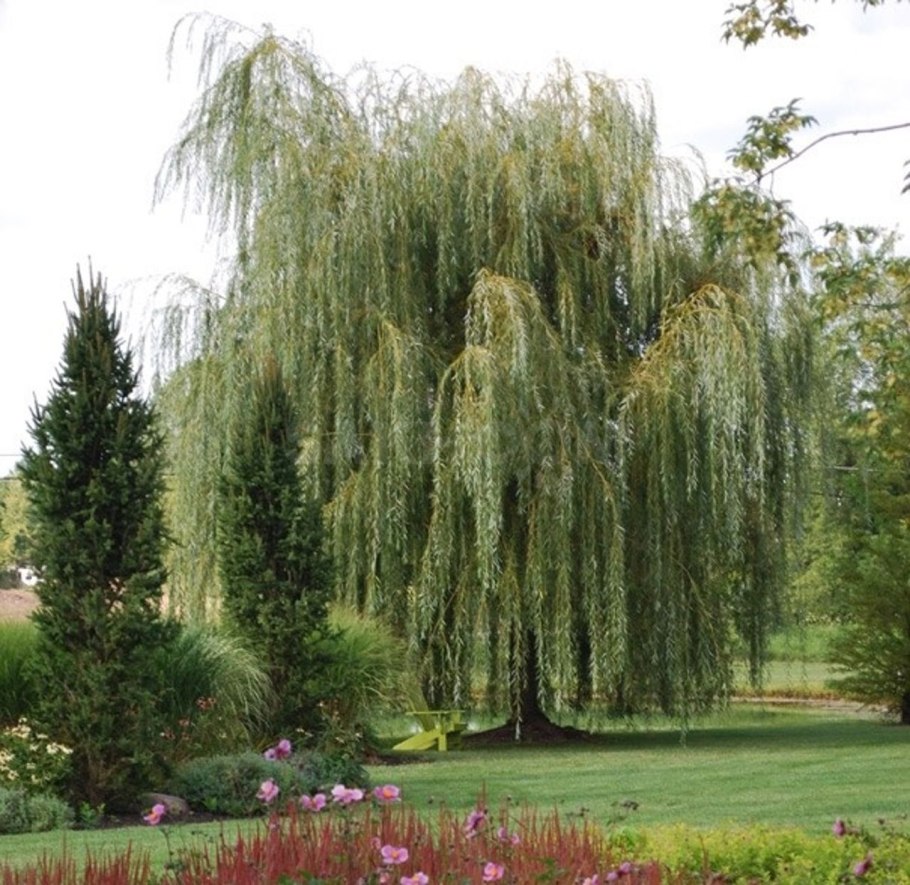 Weeping Golden Willow