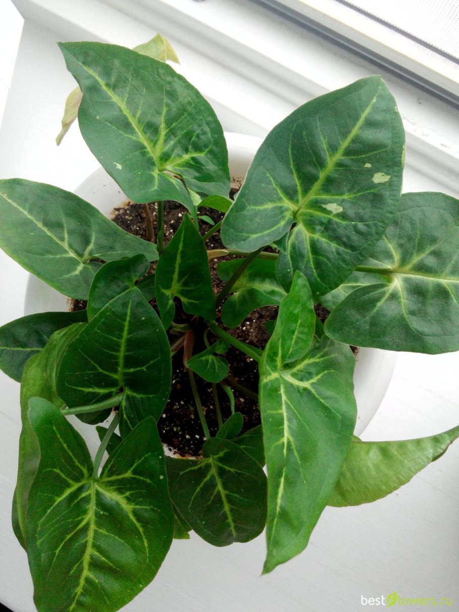 Сингониум Грин Арроу