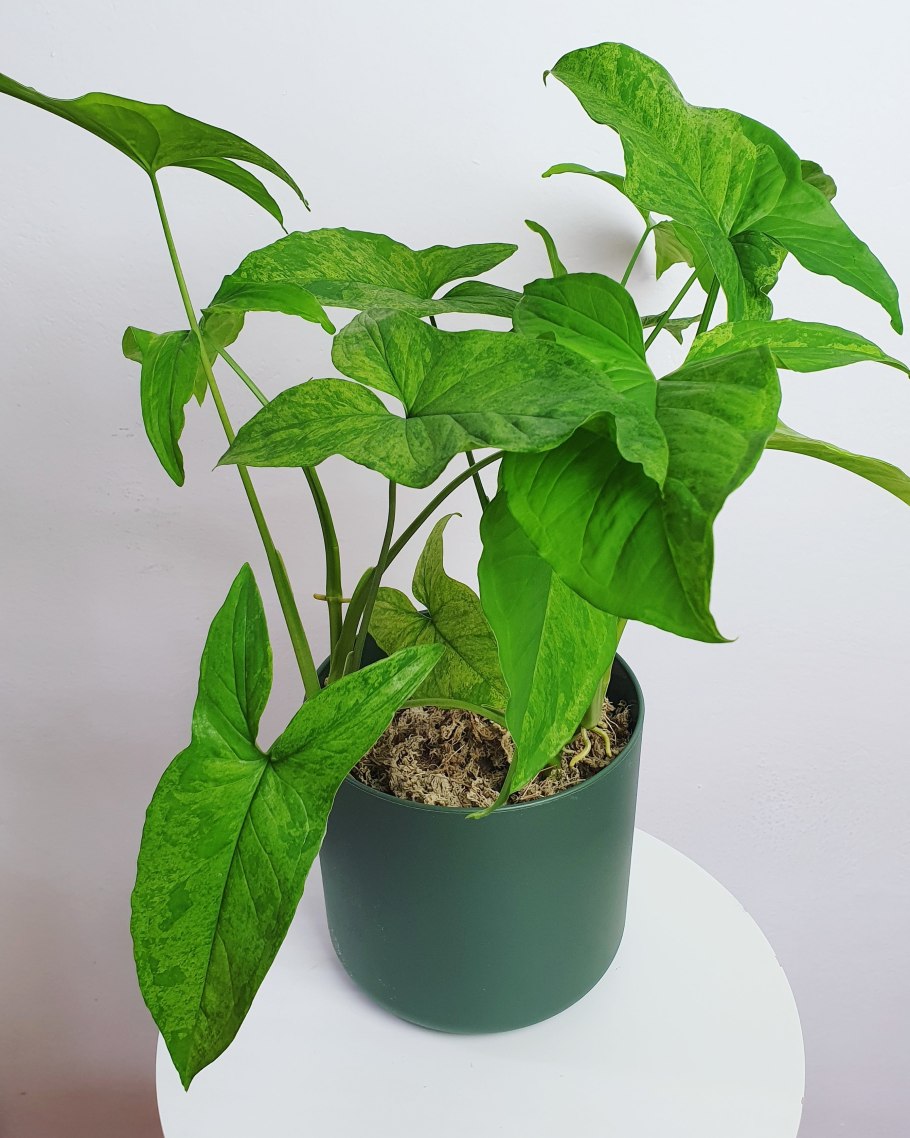 Сингониум Пурпл