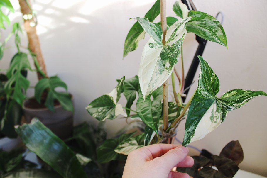 Мотолэнд сингониум