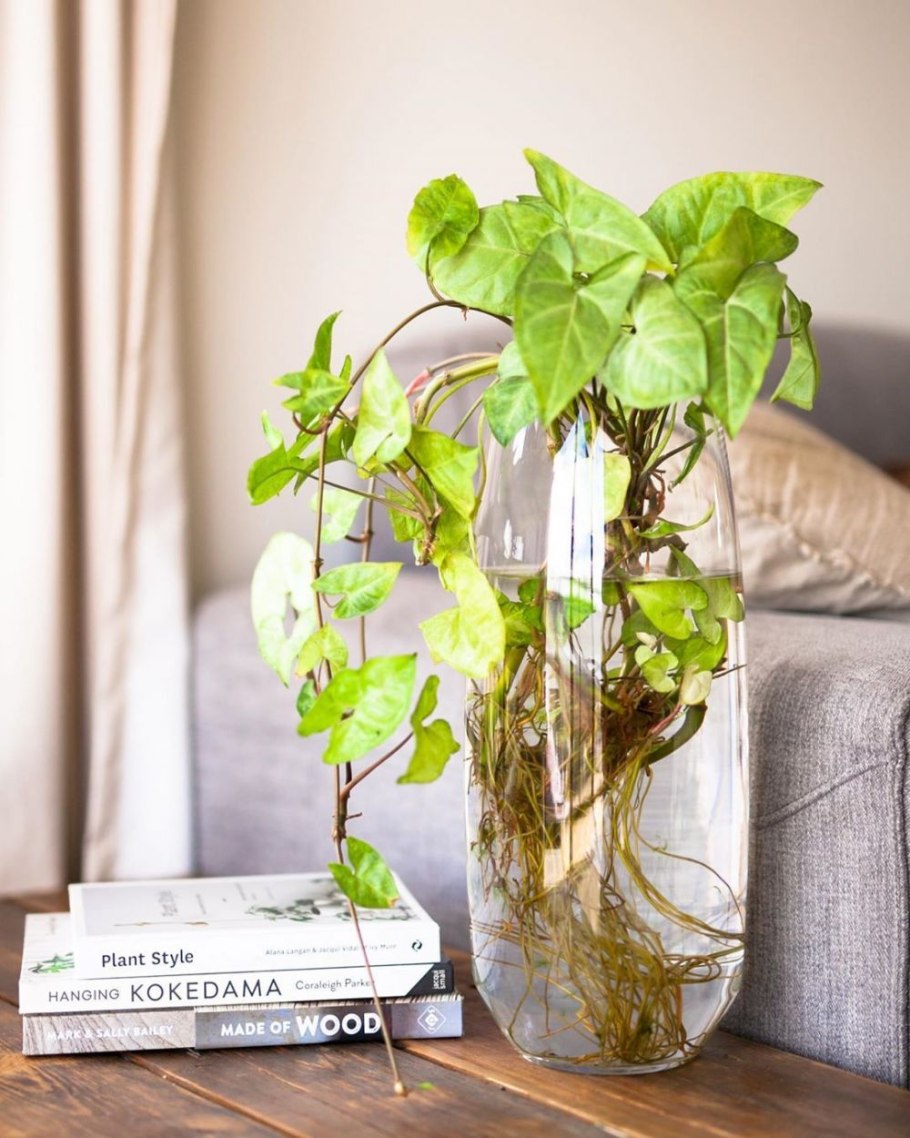 Комнатное растение в воде