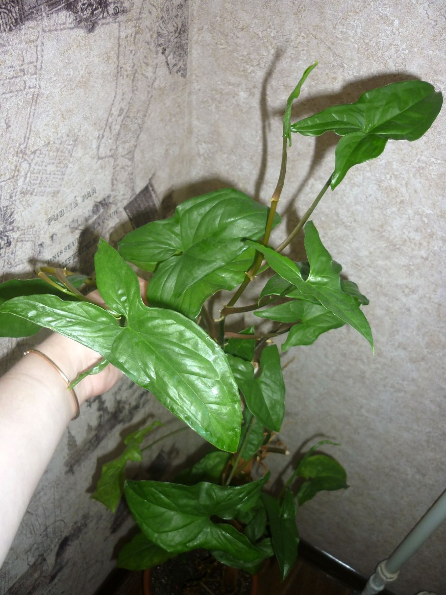 Сингониум Подофилловый