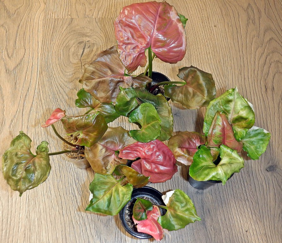 Сингониум кристмас