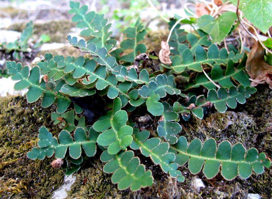 Скребница аптечная