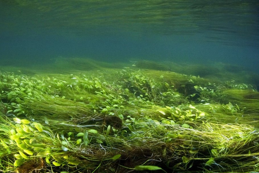 Самые древние водоросли