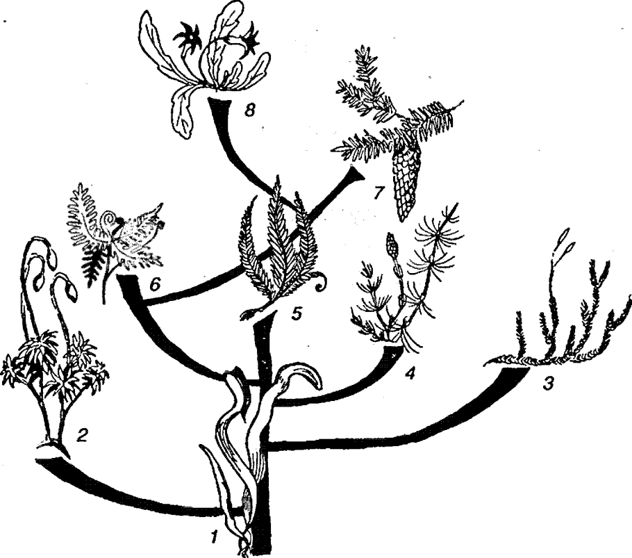 Эволюционное Древо царства растений