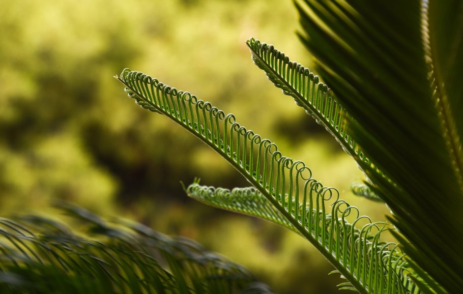 Саговник паньчжихуанский шишки