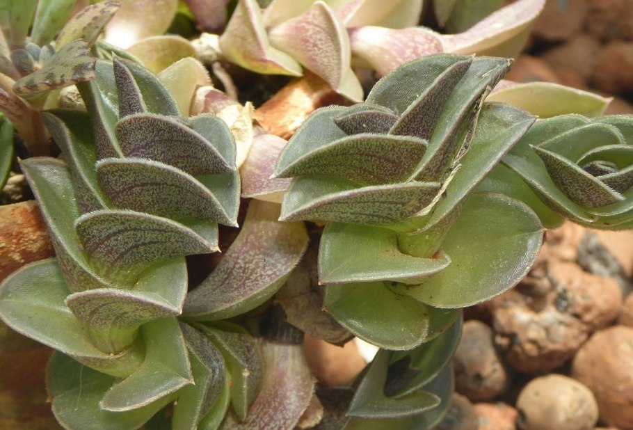 Каллизия ладьевидная