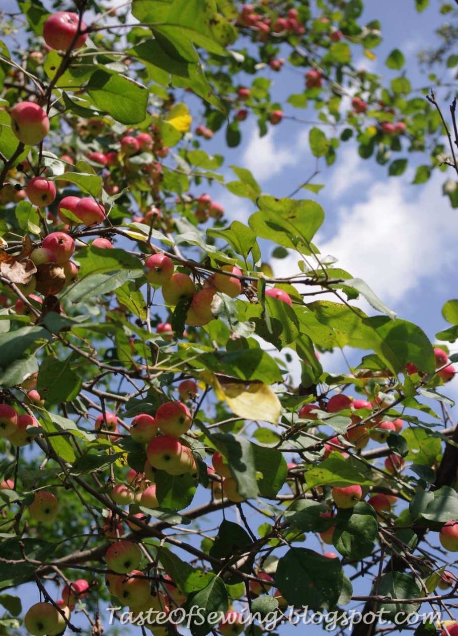 Колючки дикой яблони