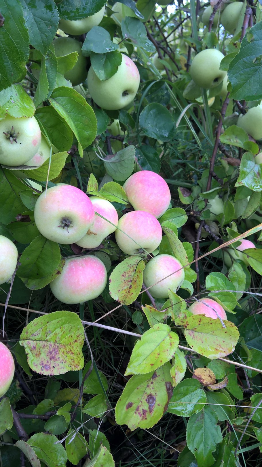 Яблоня Лесная (дичок)