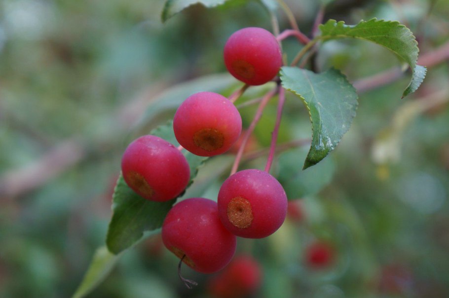 Apple Tree without Apples
