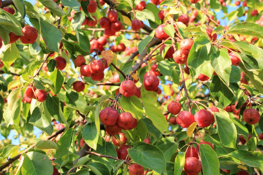 Яблоня Лесная (Дикая) (Malus Sylvestris)