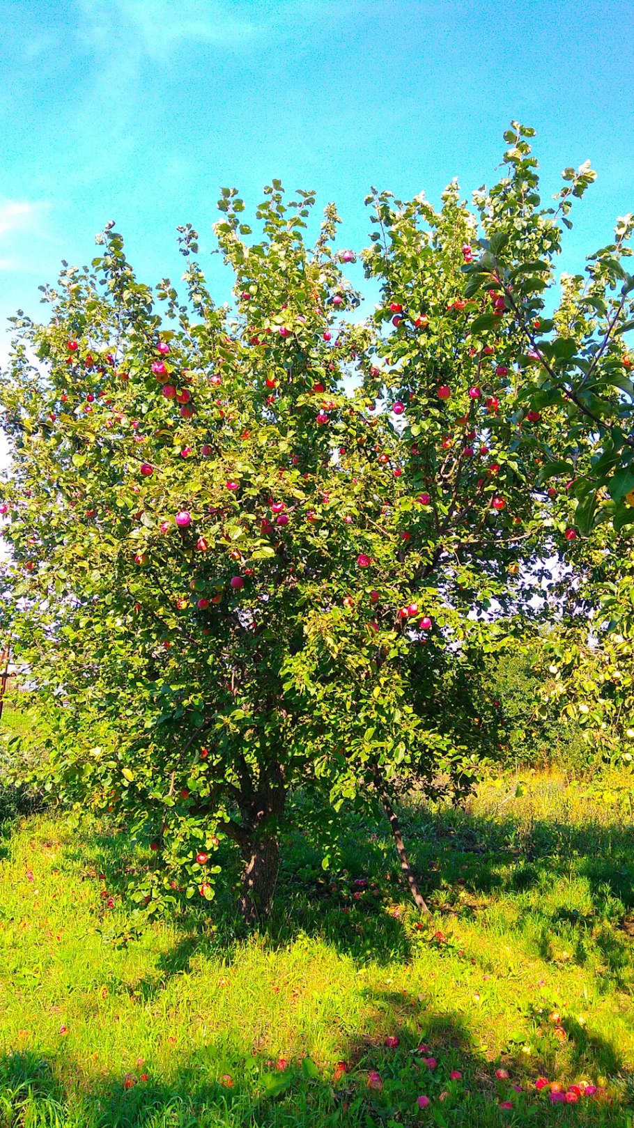 Кислица яблоки Дикие